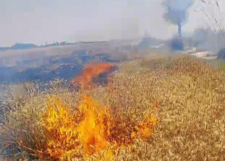 लापरवाही बनी आफत: बीड़ी की चिंगारी से खेतों में लगी आग, फसल खाक