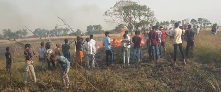 कटनी के बीच लापरवाही पड़ी भारी, तैयार फसल जलने से किसानों को बड़ा नुकसान
