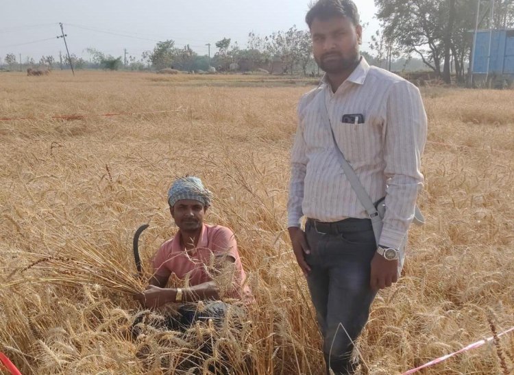 शिवपुर में गेहूं उत्पादन क्षमता का आंकलन, क्रॉप कटिंग संपन्न