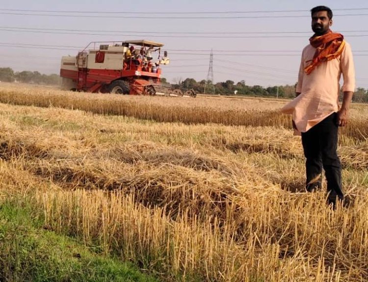 रामपुर पश्चिमी उत्तरी बधार में गेहूं कटाई अंतिम चरण में, किसानों को लागत निकालना मुश्किल