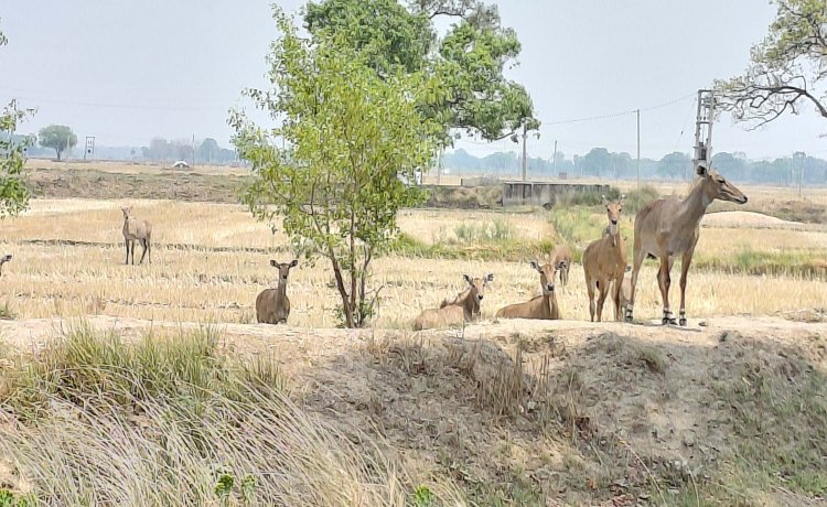 भीषण तपिश से दहका केसठ आग उगलते आसमान से जनजीवन बेहाल,जनजीवन अस्त-व्यस्त