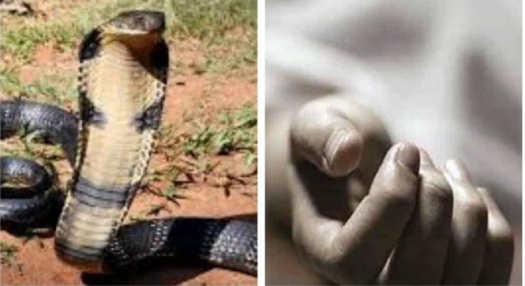 बगीचे में काम के दौरान सर्पदंश, अस्पताल पहुंचते-पहुंचते थम गई सांस