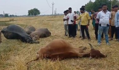 चौगाईं में हाईटेंशन तार की चपेट में आने से गर्भवती भैंस समेत चार मवेशियों की मौत