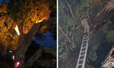 नोनियाडेरा में जामुन के पेड़ में लगी आग, अग्निशमन विभाग की तत्परता से टला हादसा