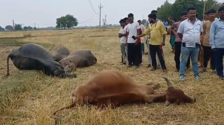 चौगाईं में हाईटेंशन तार की चपेट में आने से गर्भवती भैंस समेत चार मवेशियों की मौत