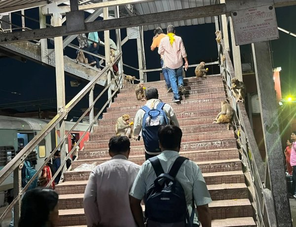 बक्सर स्टेशन पर बंदरों का कब्जा, यात्री बेहाल; प्रशासन की चुप्पी पर उठे सवाल