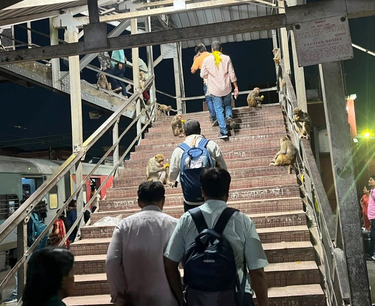 बक्सर स्टेशन पर बंदरों का कब्जा, यात्री बेहाल; प्रशासन की चुप्पी पर उठे सवाल