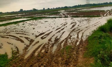 झमाझम बारिश से किसानों के चेहरे खिले, धान की रोपनी और बुवाई को मिली रफ्तार