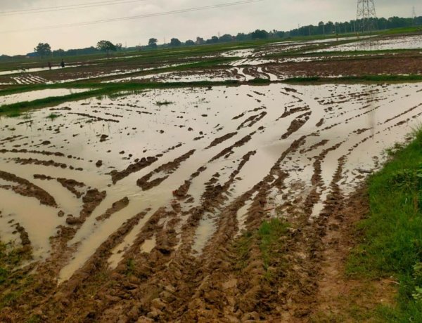 झमाझम बारिश से किसानों के चेहरे खिले, धान की रोपनी और बुवाई को मिली रफ्तार
