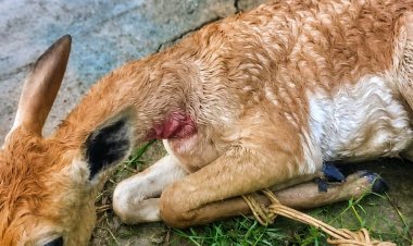 कुत्तों के झुंड ने हिरण को घेरा, दो युवकों ने जान पर खेलकर बचाई जान
