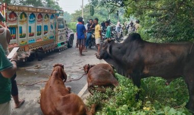 हादीपुर में तस्करी की आशंका से मचा हड़कंप, पिकअप में ठूंसकर ले जाए जा रहे छह गोवंश बरामद