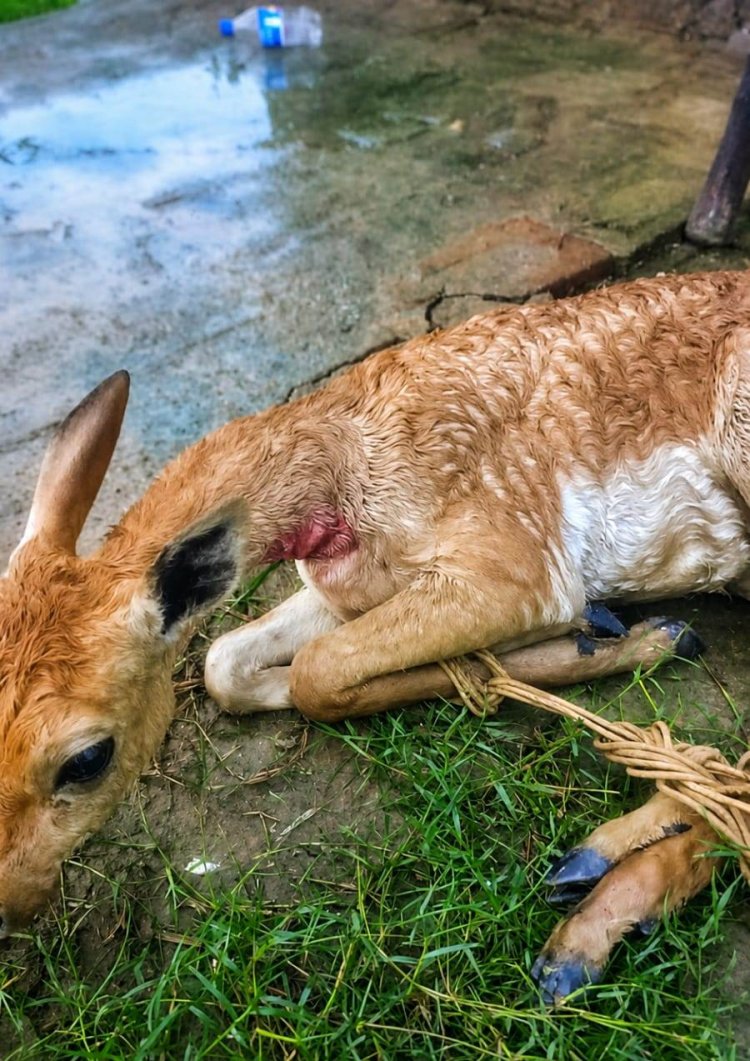 कुत्तों के झुंड ने हिरण को घेरा, दो युवकों ने जान पर खेलकर बचाई जान
