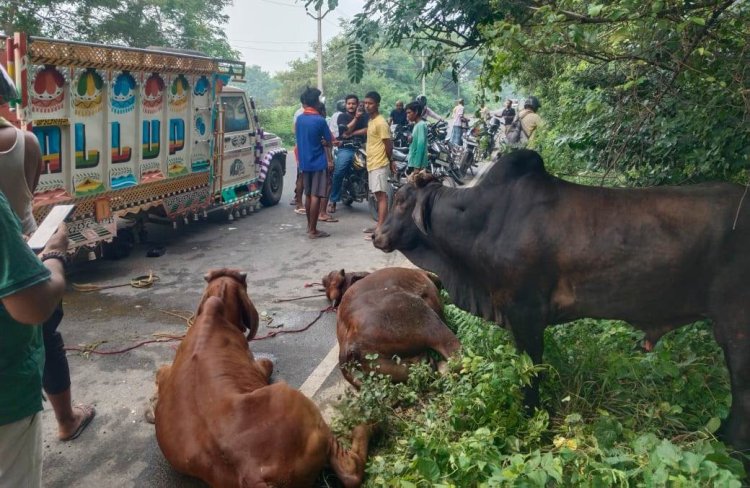 हादीपुर में तस्करी की आशंका से मचा हड़कंप, पिकअप में ठूंसकर ले जाए जा रहे छह गोवंश बरामद
