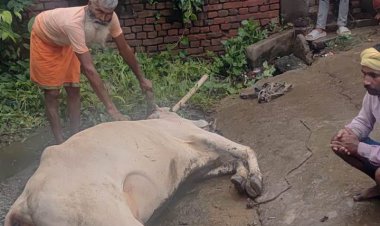 रघुनाथपुर में करंट की चपेट में आने से मवेशी की मौत, मुआवजे की मांग