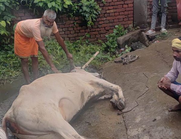 रघुनाथपुर में करंट की चपेट में आने से मवेशी की मौत, मुआवजे की मांग