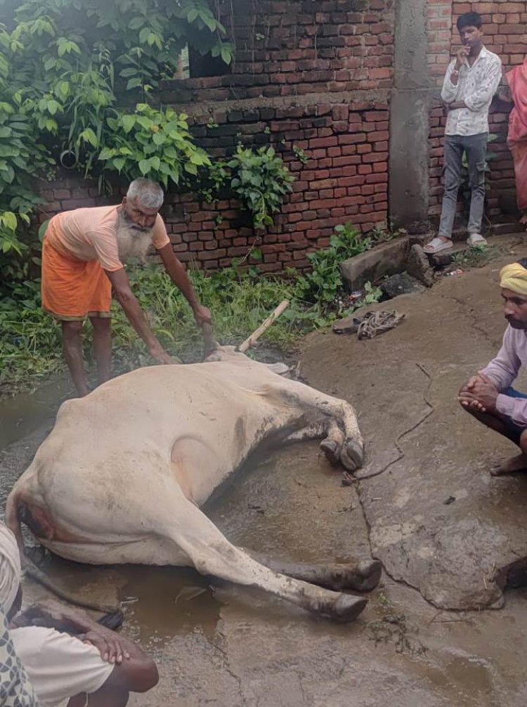 रघुनाथपुर में करंट की चपेट में आने से मवेशी की मौत, मुआवजे की मांग
