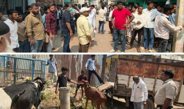 खलासी मोहल्ले में छापेमारी से मचा हड़कंप, दो दर्जन गोवंश बरामद