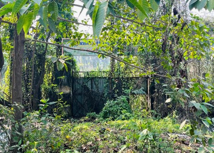 डुमरांव की सरकारी नर्सरी में ताला, जलजमाव ने बुझाई हरियाली की उम्मीद